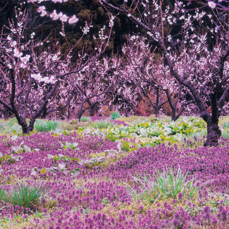 2,000本もの梅の木が立ち並ぶ景色が壮観なスポットで、春には観梅会、夏には梅のもぎ取り販売が行われます。
