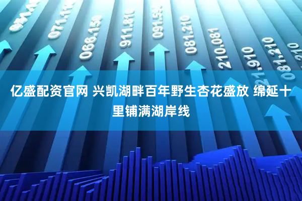 亿盛配资官网 兴凯湖畔百年野生杏花盛放 绵延十里铺满湖岸线